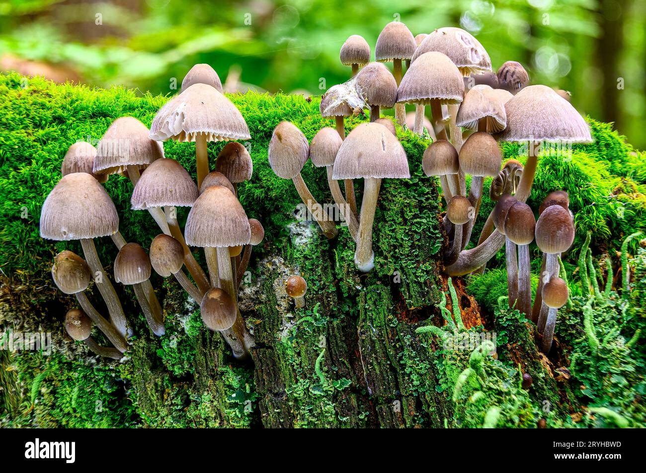Grenaille horizontale de champignons sur la surface du bois de mousse Banque D'Images