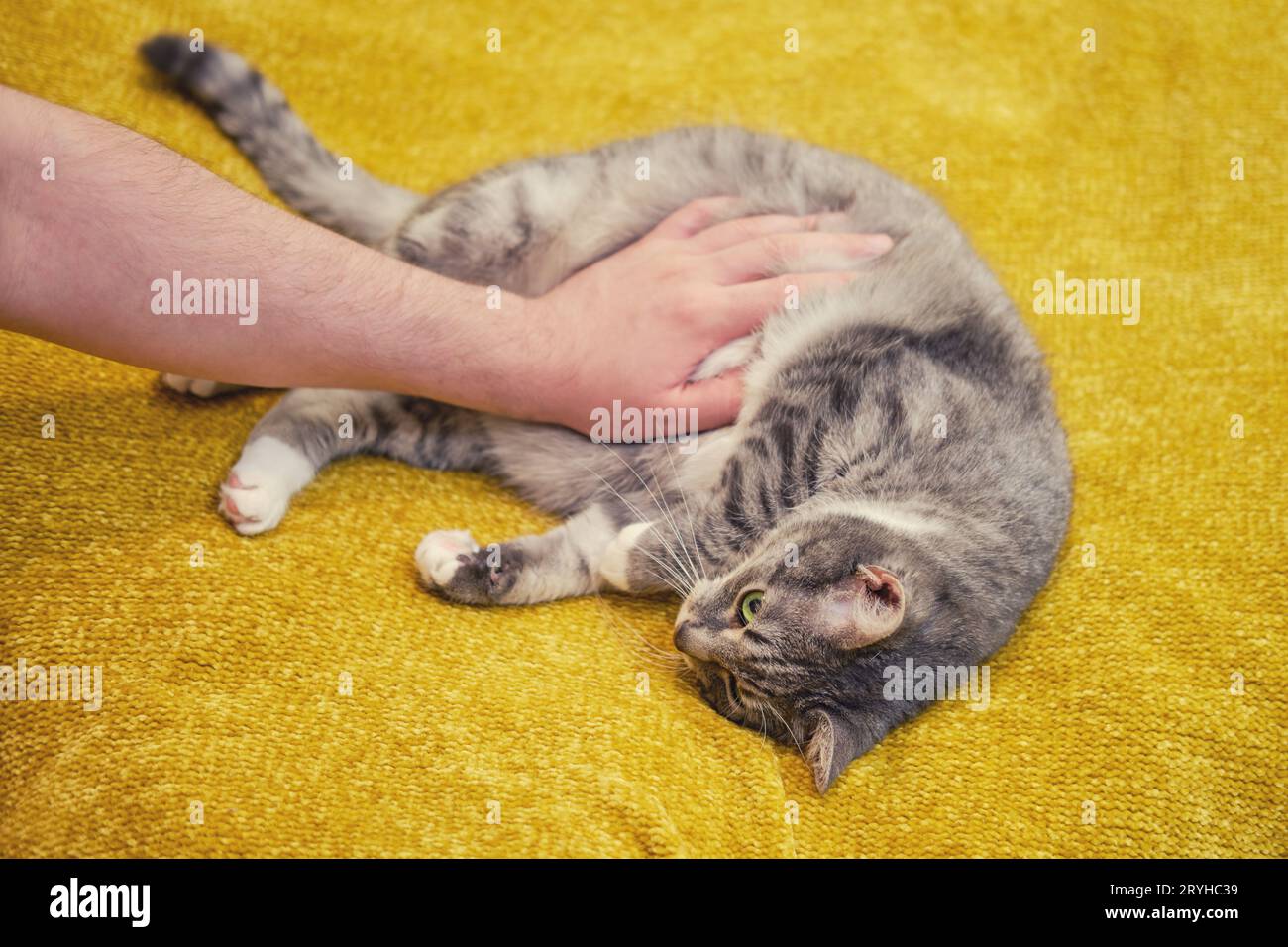 Une main d'homme caresse un chat malade sur un lit jaune, animal malade Banque D'Images