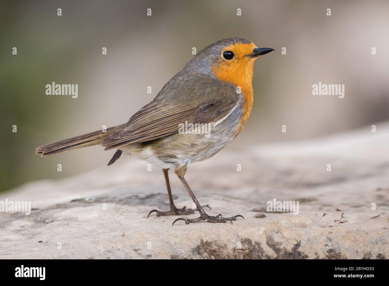 Robin européen, erithacus rubecula, sur le sol, Lleida, Catalogne, Espagne Banque D'Images
