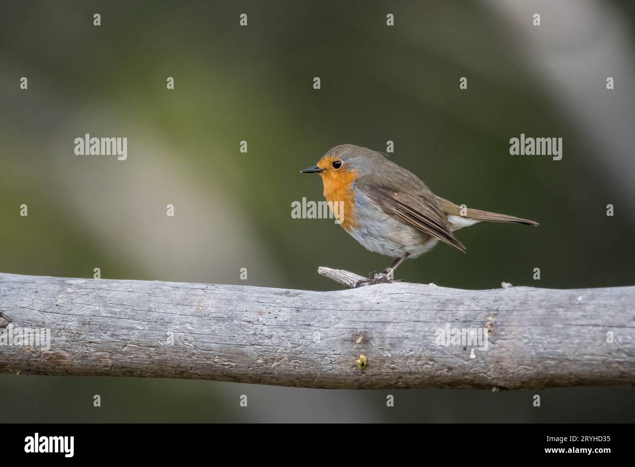 Robin européen, erithacus rubecula, perché sur un arbre, Lleida, Catalogne, Espagne Banque D'Images