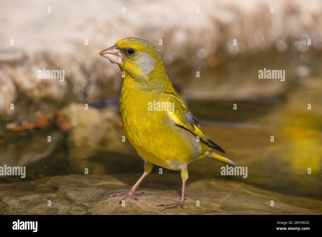 Chloris chloris, vert européen, Lleida, Catalogne, Espagne Banque D'Images