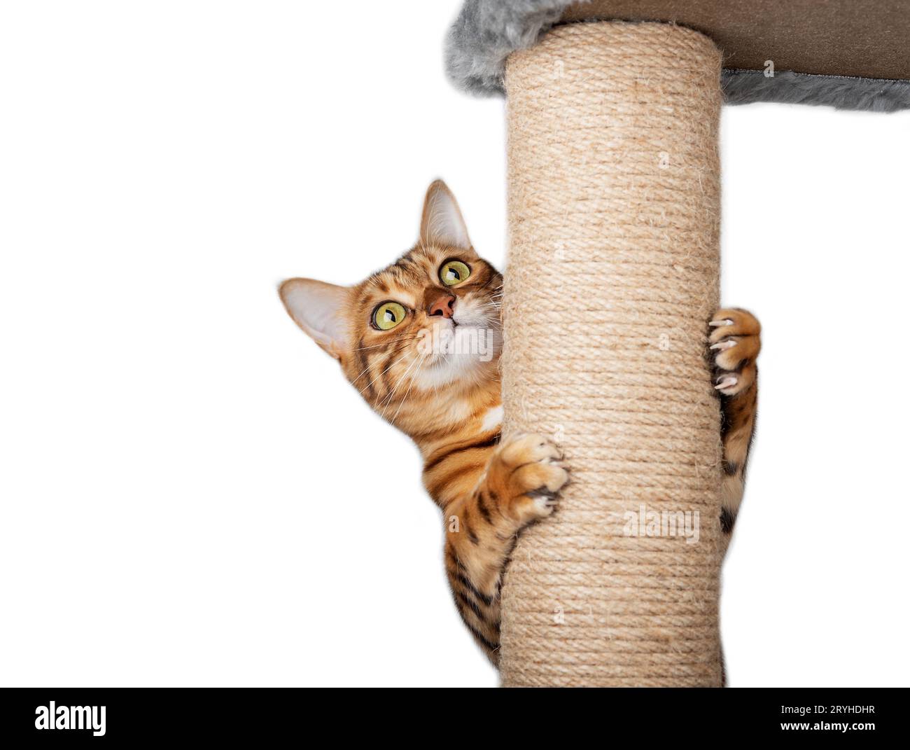 Un chat domestique grimpe sur un poteau de chat. Isolé sur fond blanc. Banque D'Images