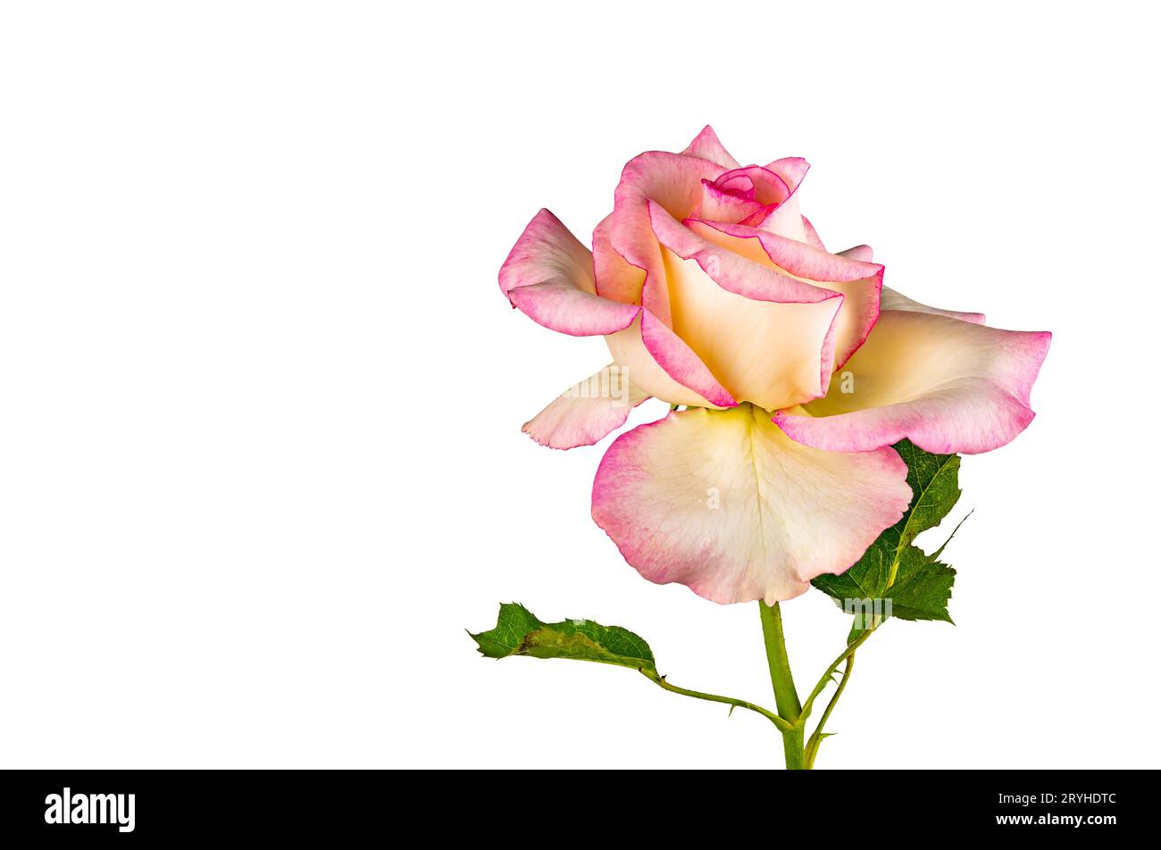 Vue de côté de la rose rose simple belle floraison avec des feuilles vertes isolées sur fond blanc. Banque D'Images