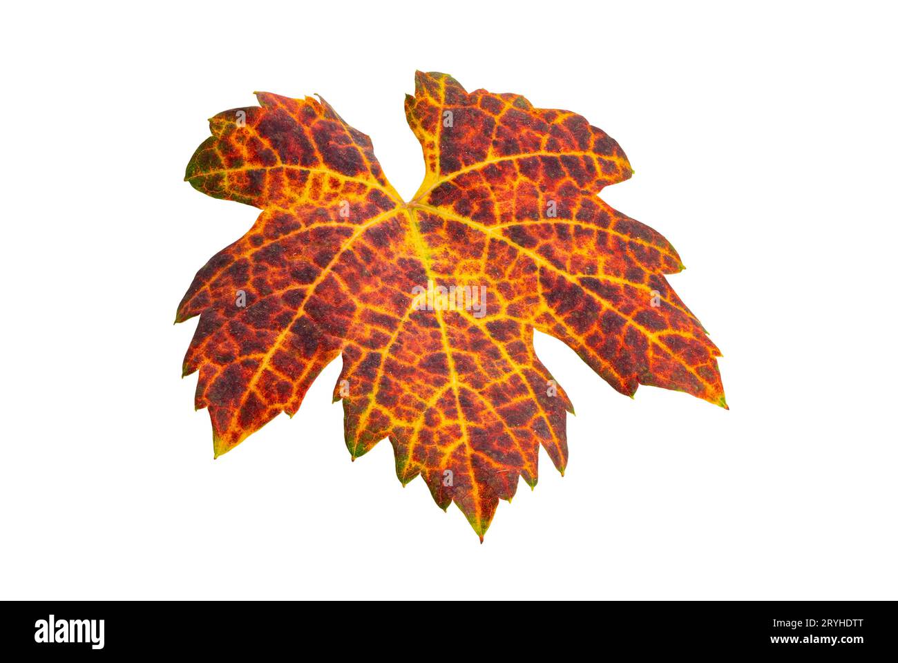 Vue à angle élevé de la feuille de raisin sèche colorée unique. Banque D'Images Vue à angle élevé de la feuille de raisin sèche colorée unique. Banque D'Images