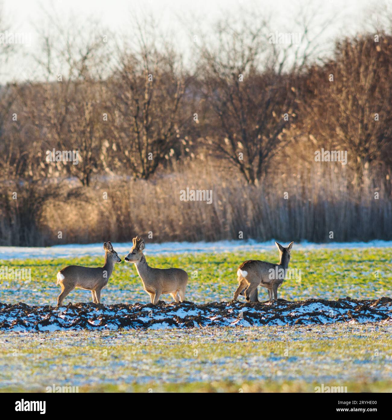 Couple de cerfs du ROE se tenant de près les uns des autres Banque D'Images