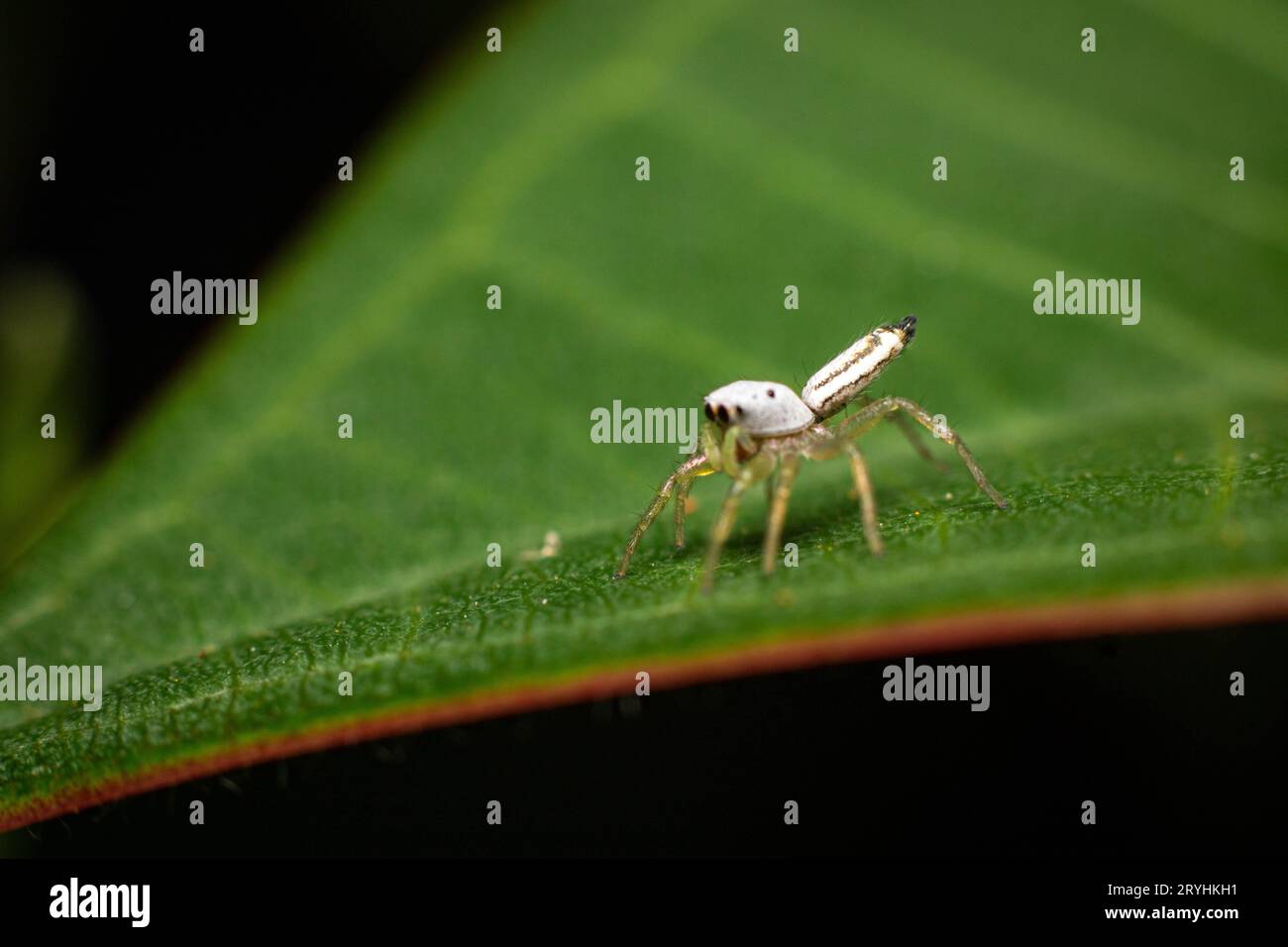 Petite araignée sauteuse blanche sur feuille verte de frangipanier sous la macro photographie Banque D'Images