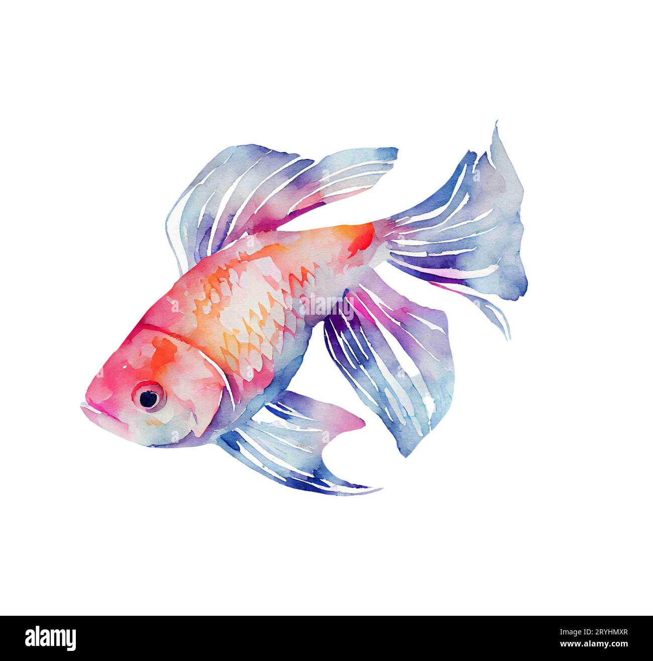 Illustration de poissons aquarelle. Poisson koi dessiné à la main Banque D'Images