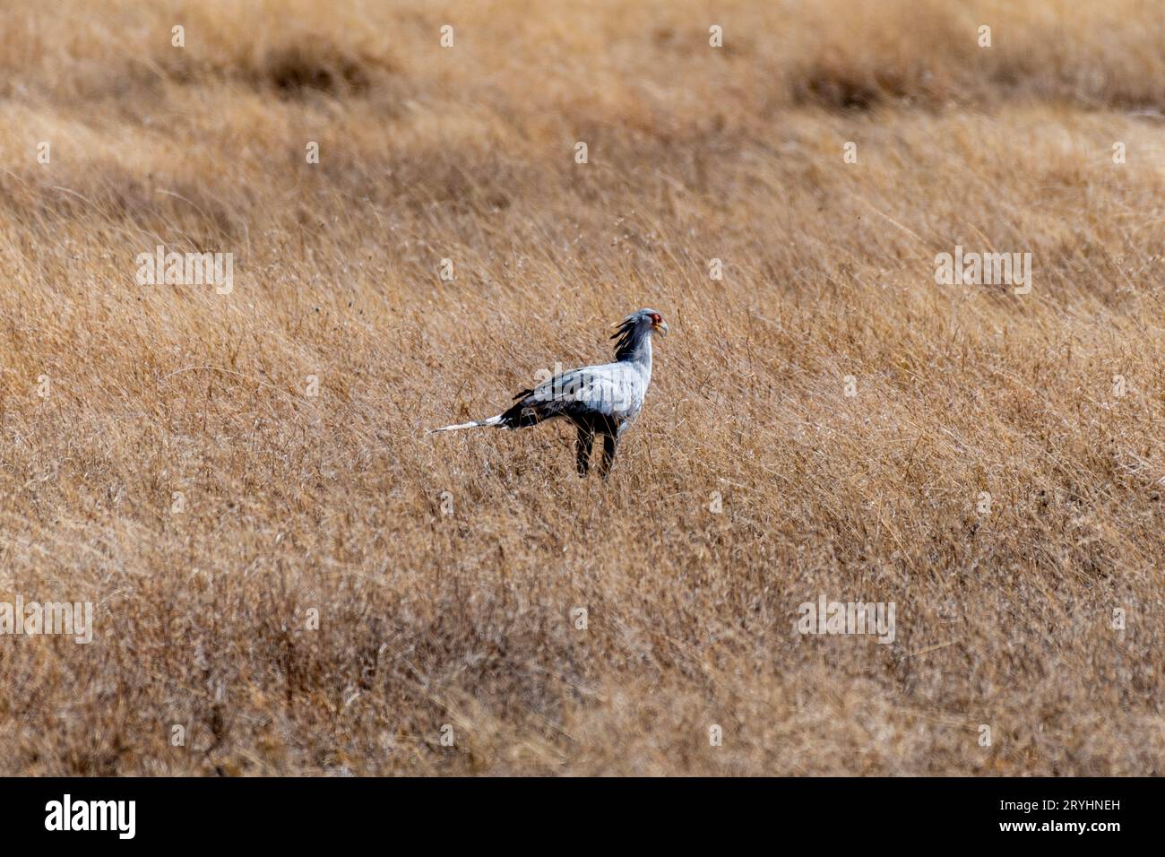 Oiseaux sauvages dans le parc national du Serengeti Banque D'Images