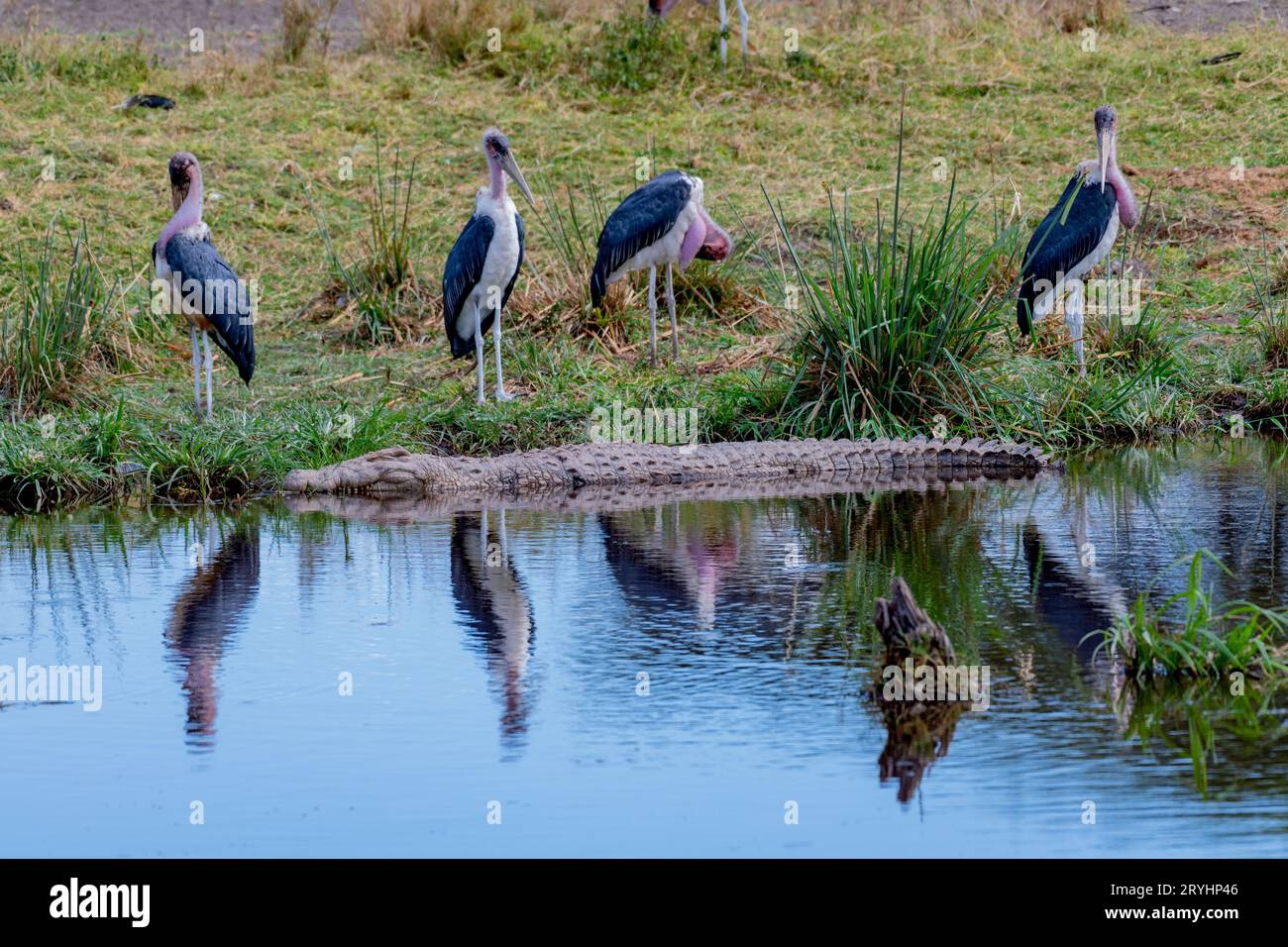 Oiseaux sauvages dans le parc national du Serengeti Banque D'Images