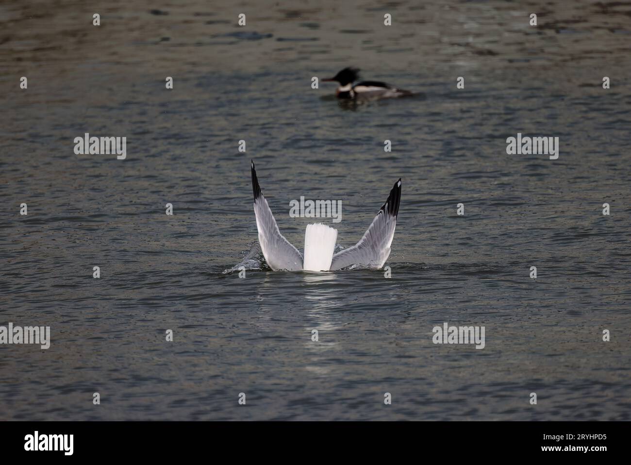 Le goéland argenté (Larus argentatus Banque D'Images