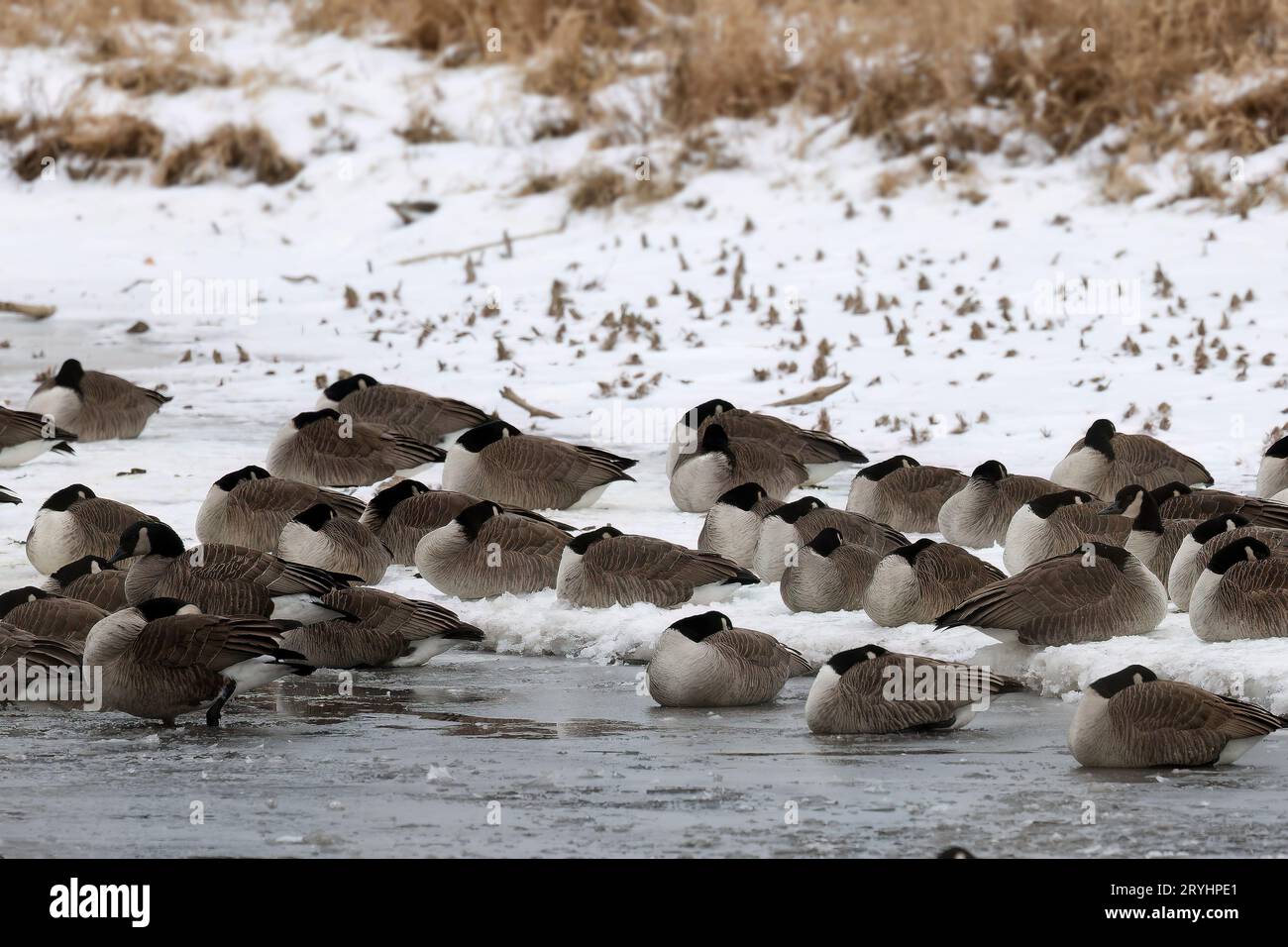 Troupeau d'oies du Canada (Branta canadensis) Banque D'Images