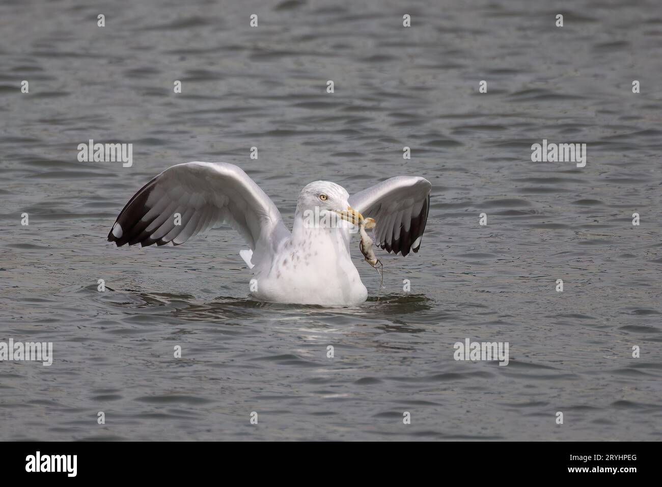 Le goéland argenté (Larus argentatus) Banque D'Images