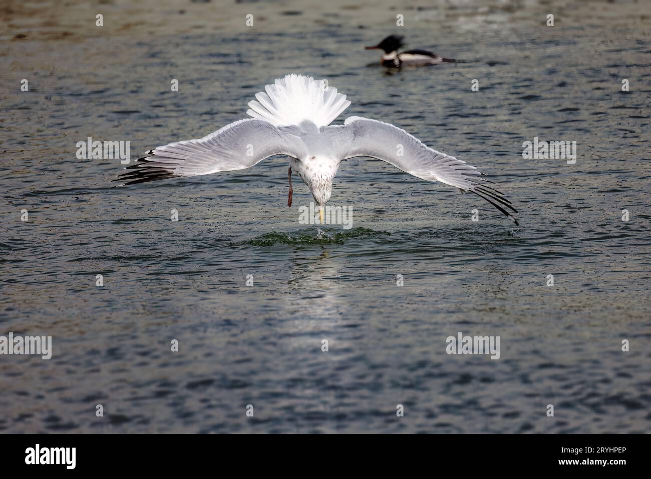 Le goéland argenté (Larus argentatus) Banque D'Images