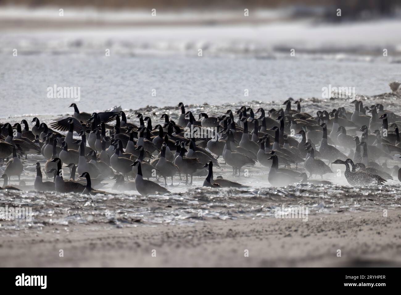 Troupeau d'oies du Canada (Branta canadensis) sur le minerai du lac Michigan Banque D'Images