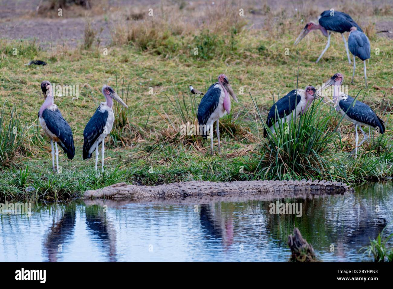 Oiseaux sauvages dans le parc national du Serengeti Banque D'Images