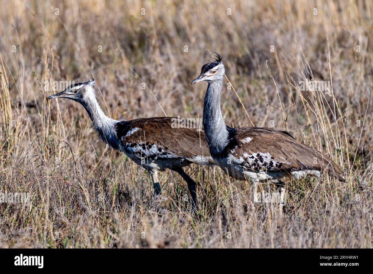 Oiseaux sauvages dans le parc national du Serengeti Banque D'Images