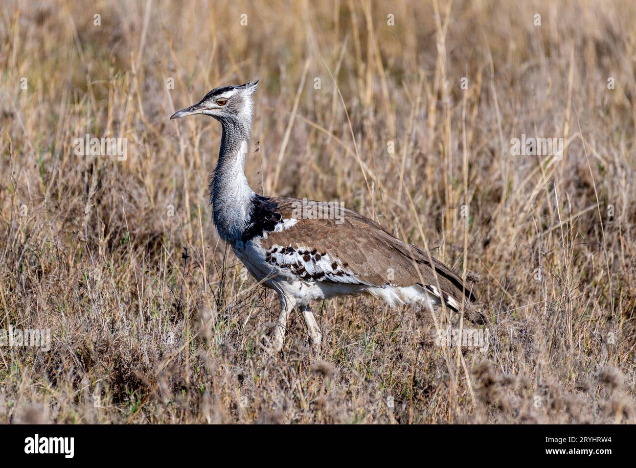 Oiseaux sauvages dans le parc national du Serengeti Banque D'Images