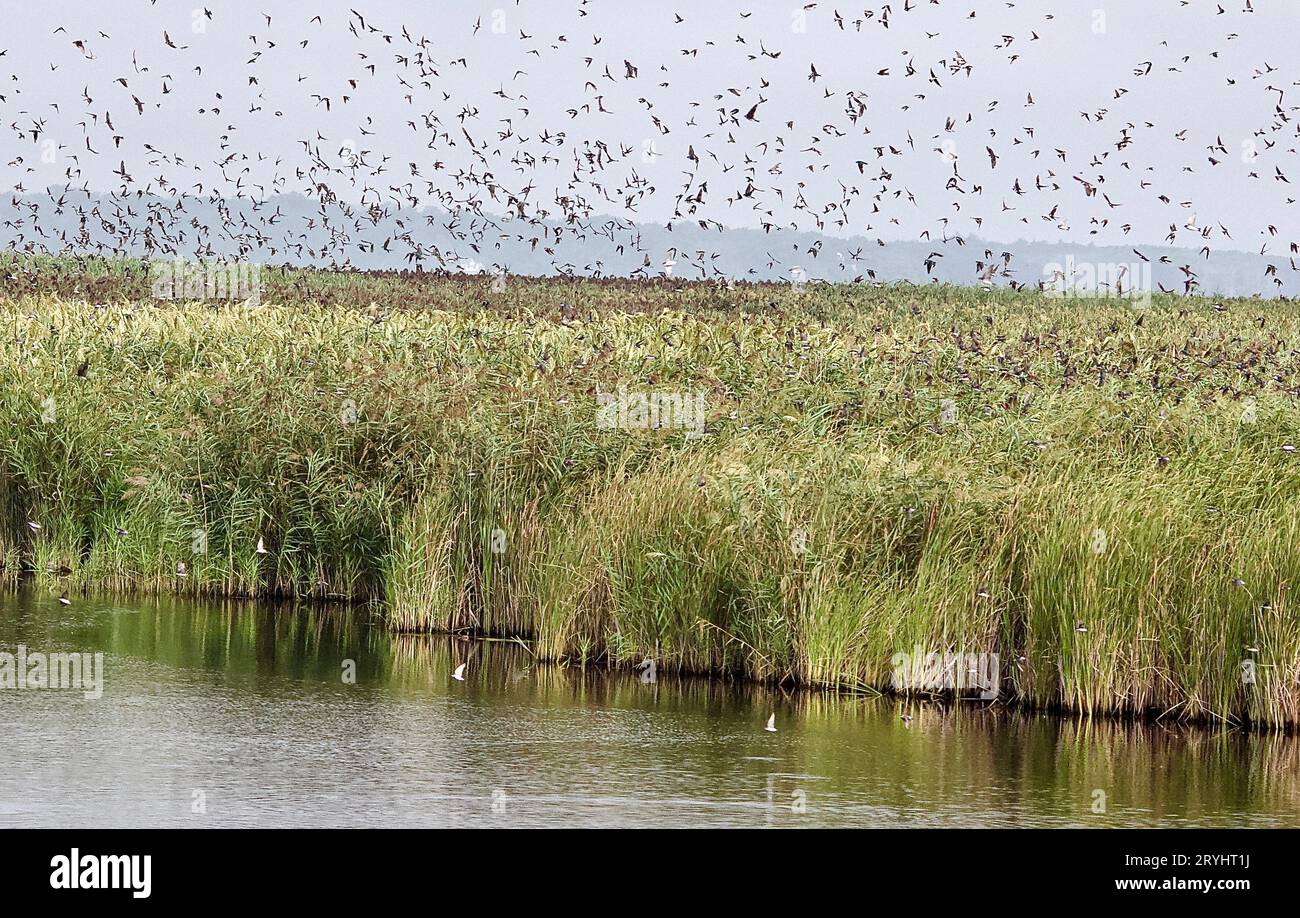 Troupeau de Starling Plum Island ma. Banque D'Images