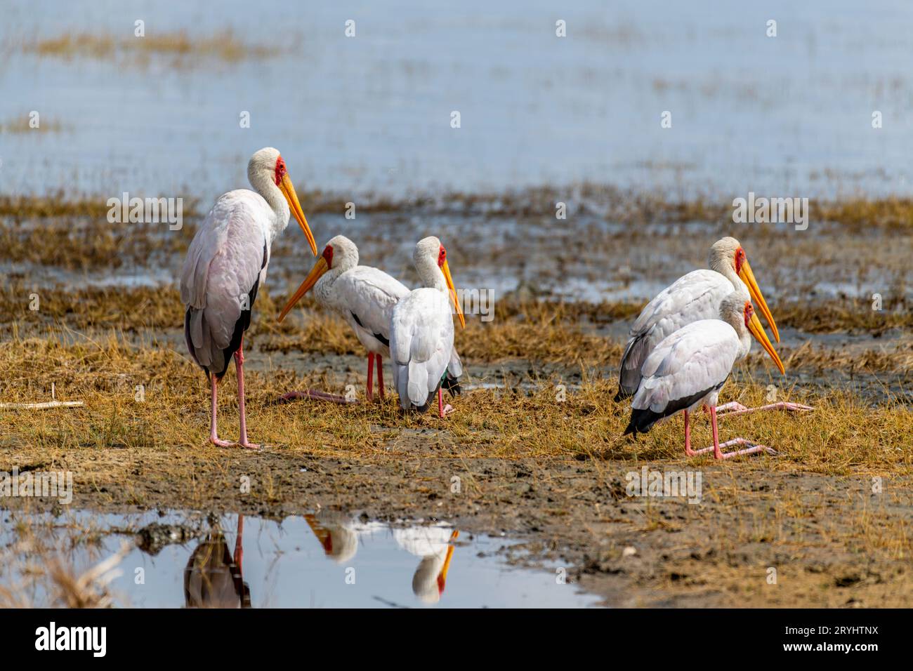 Oiseaux sauvages dans le parc national du Serengeti Banque D'Images