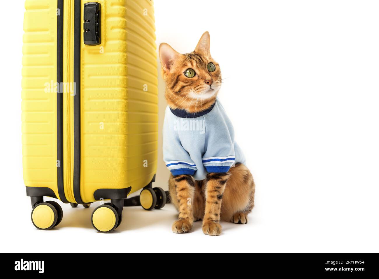 Chat Bengal et valise jaune sur fond blanc. Banque D'Images