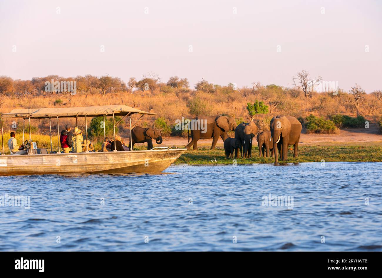 Les touristes observent les éléphants au bord du parc national de Chobe, Botswana, Afrique Banque D'Images