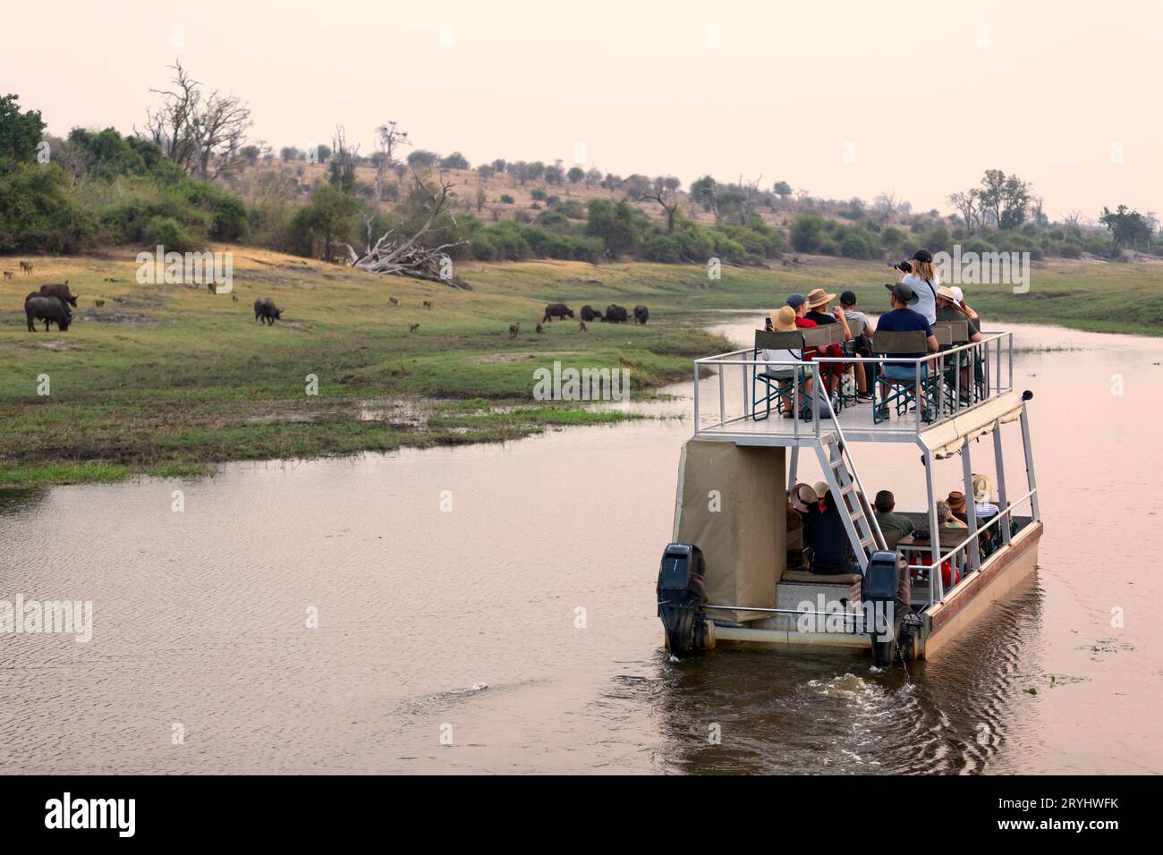 Croisière en bateau dans le parc national de Chobe. Un canal entre le nord du Botswana et la Namibie. Une fermeture à la faune. Banque D'Images
