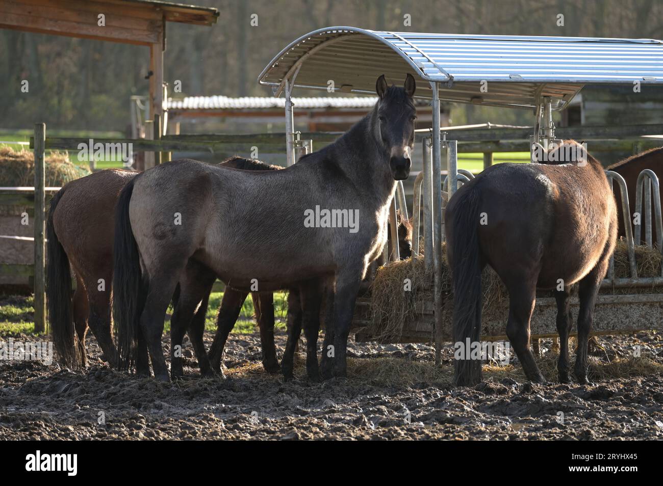 Chevaux dans une ferme à Meerbusch, en Allemagne Banque D'Images