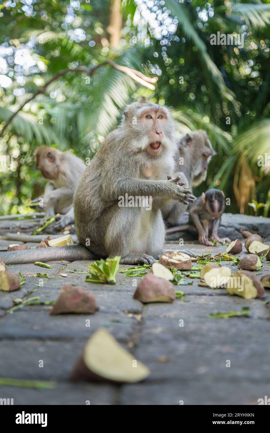 Macaques à longue queue mangeant au Monkey Forest Ubud. Banque D'Images