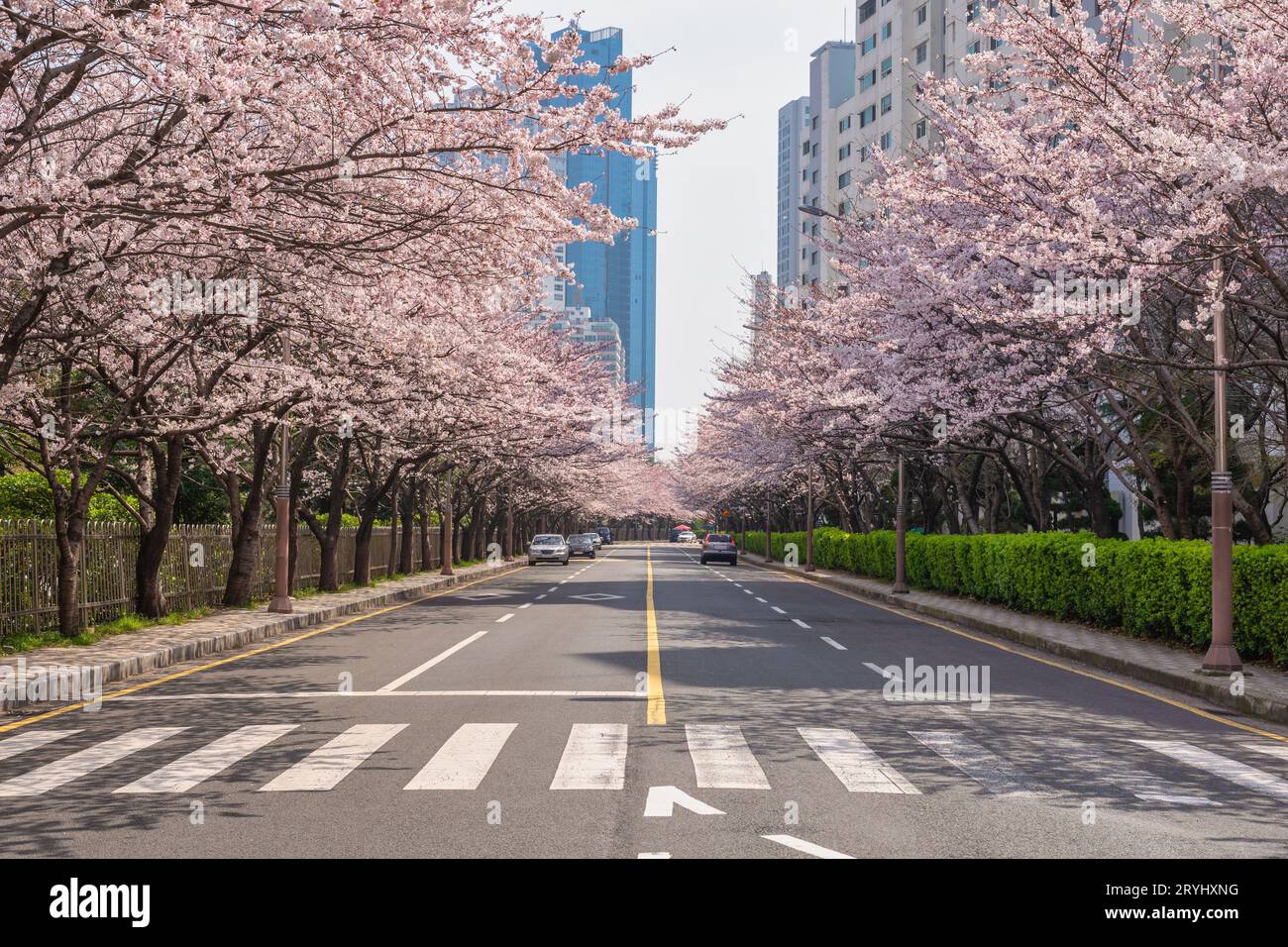 Cerisier Blossom à Haeundae Dalmajigil Road, Busan Corée du Sud Banque D'Images