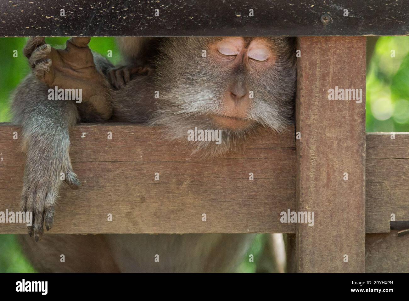 Un macaque à longue queue fatigué à Monkey Forest Ubud. Banque D'Images