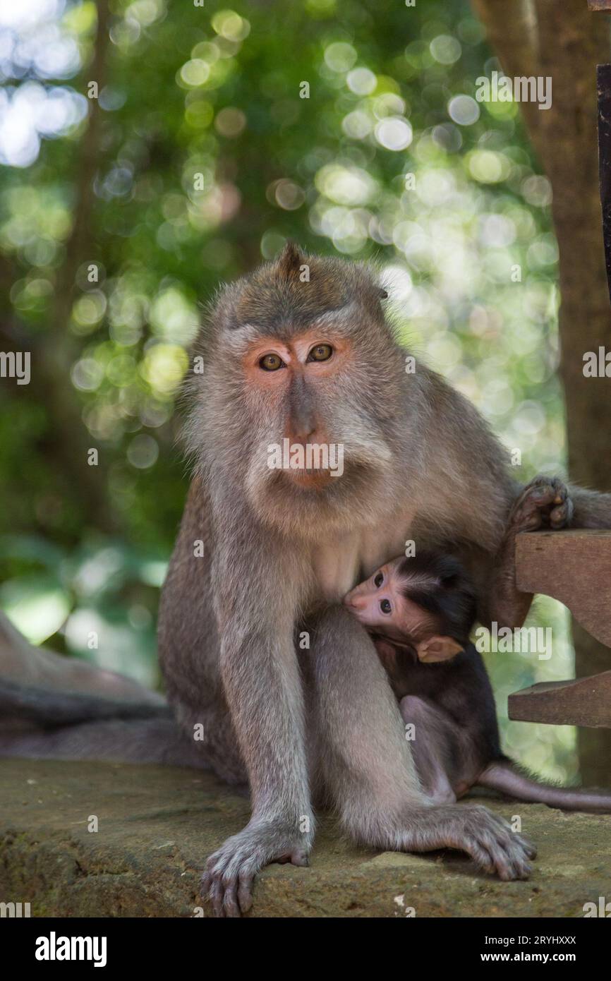 Une mère et son enfant macaque à longue queue à la Monkey Forest Ubud. Banque D'Images