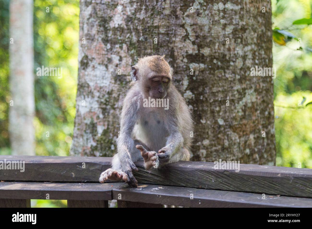 Un macaque à longue queue qui s'est endormi assis à Monkey Forest Ubud. Banque D'Images