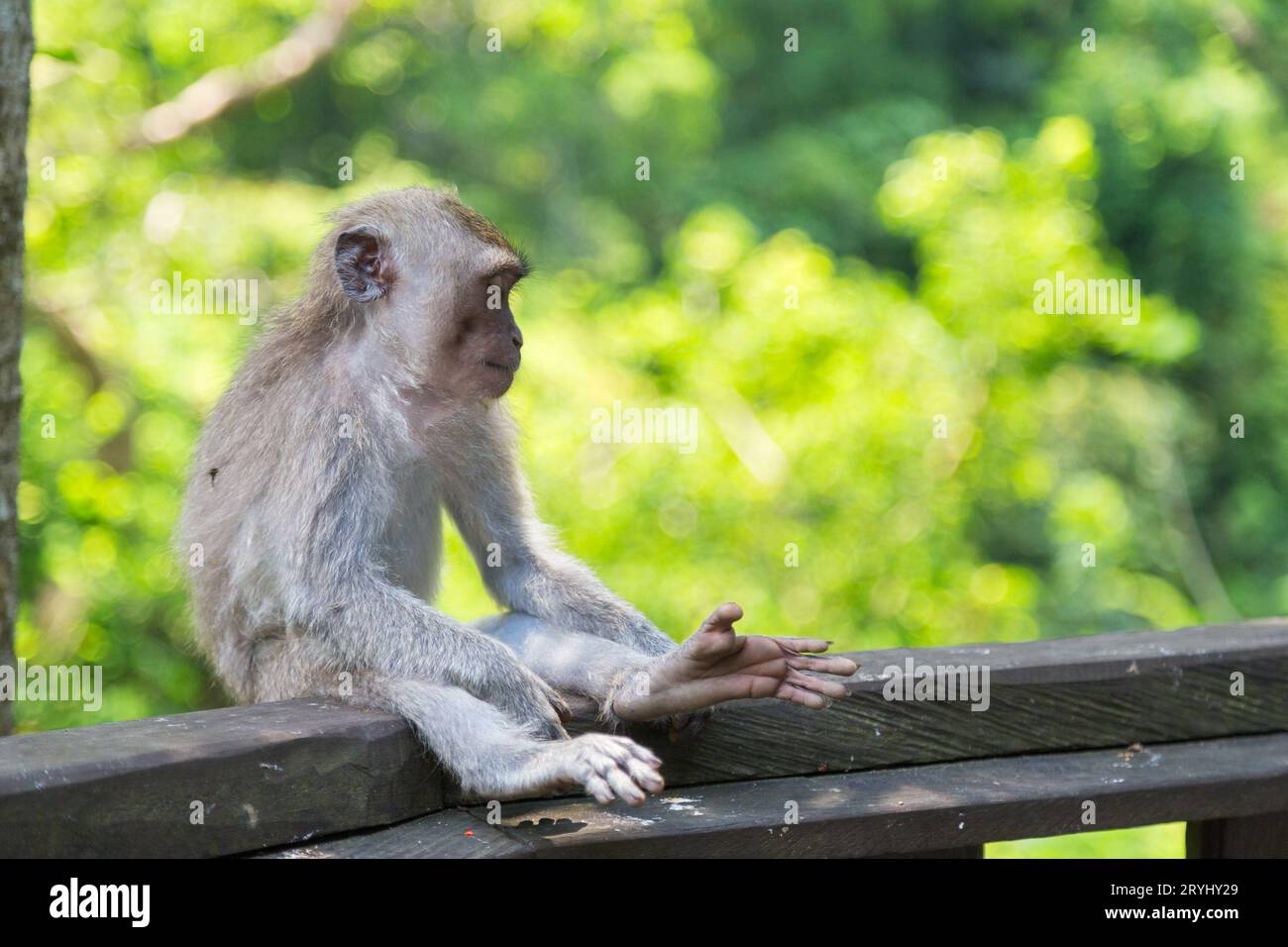 Un macaque à longue queue qui s'est endormi assis à Monkey Forest Ubud. Banque D'Images