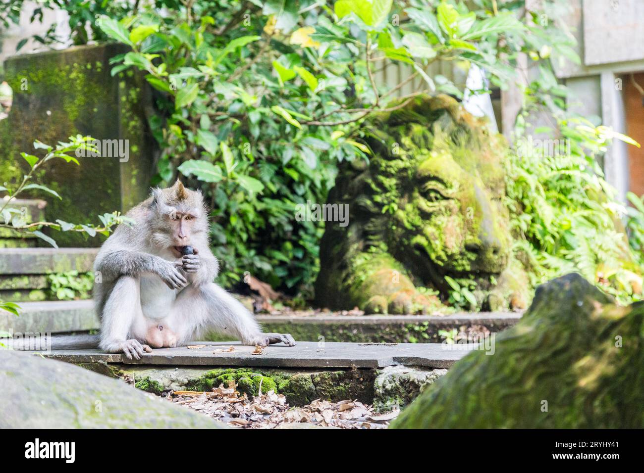 Un macaque à longue queue mangeant au Monkey Forest Ubud. Banque D'Images