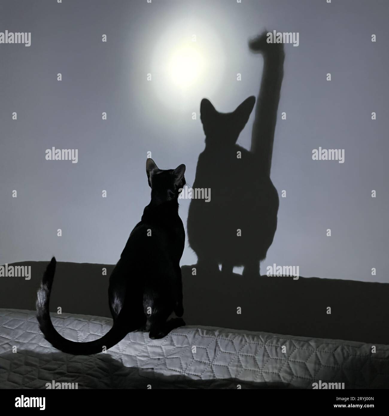Chat noir et ombre de chat noir Banque D'Images