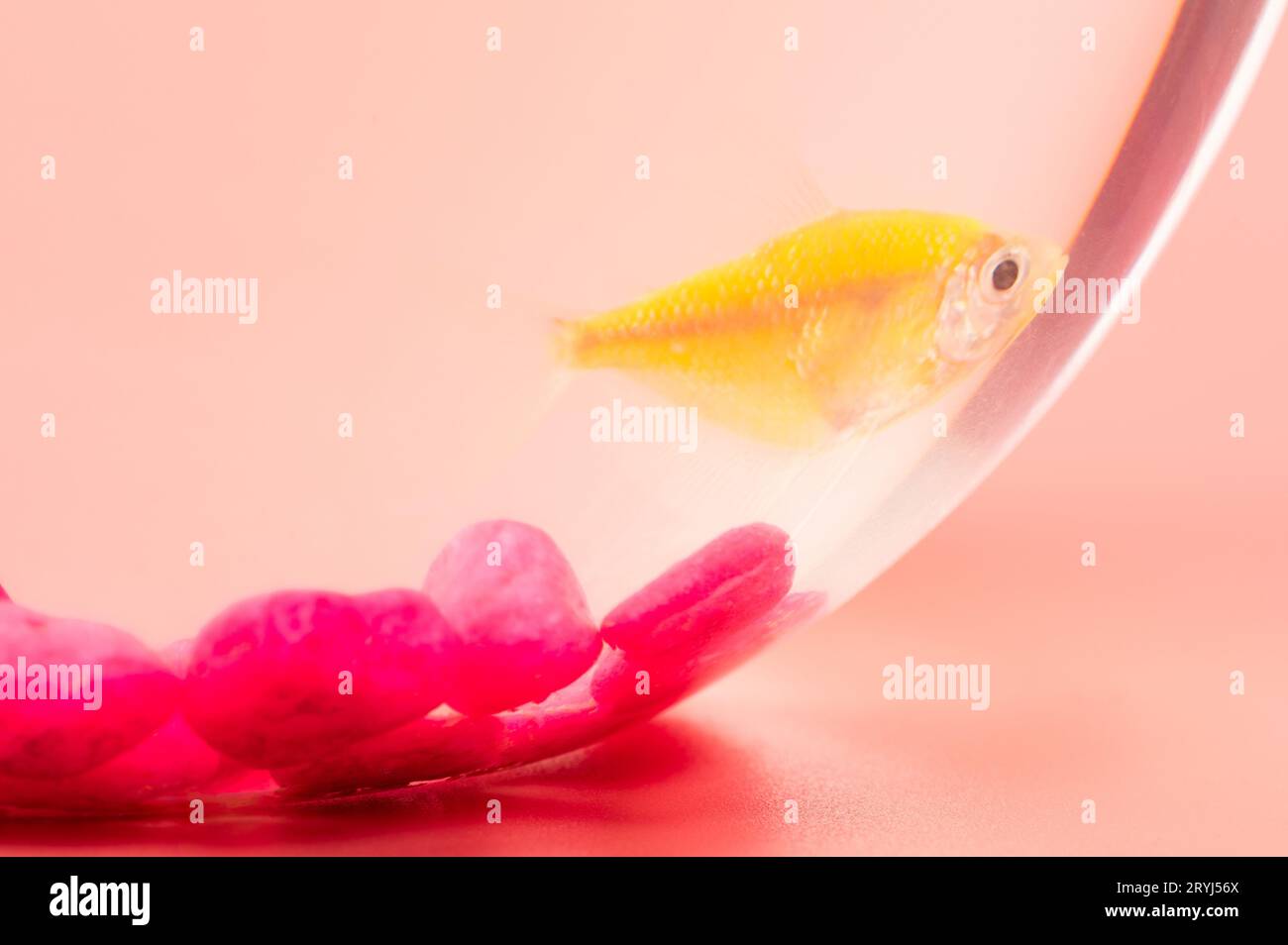 Un poisson jaune dans un bol d'aquarium sur fond rose studio macro vue rapprochée Banque D'Images