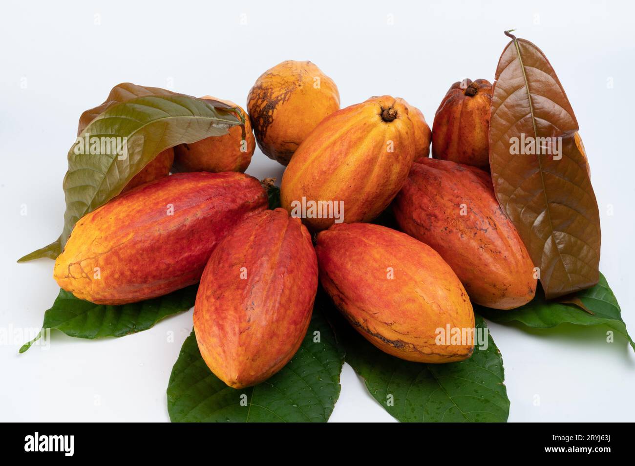 Gousses exotiques de plante de chocolat de cacao avec des feuilles isolées sur fond de studio blanc Banque D'Images