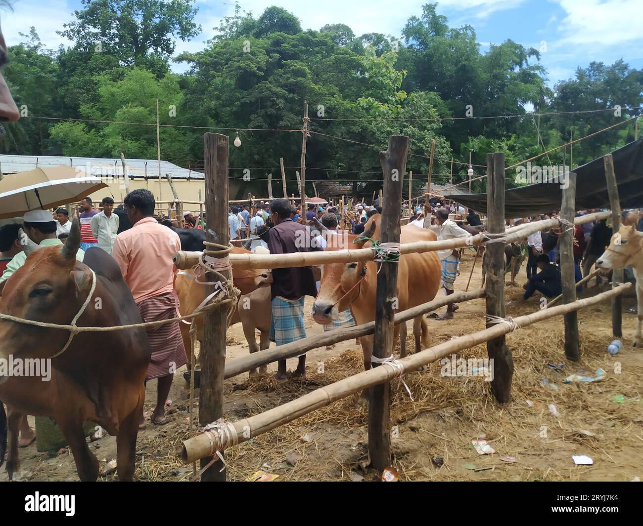 C'est qurbani vache et marché de buffle Banque D'Images