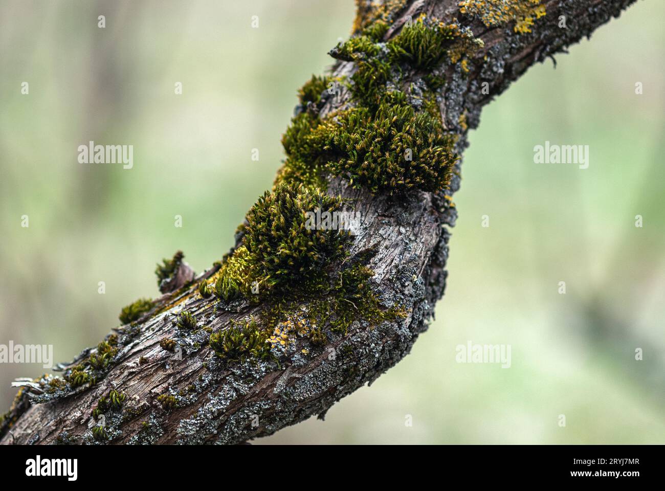 Vieux tronc d'arbre avec mousse et lichen Banque D'Images