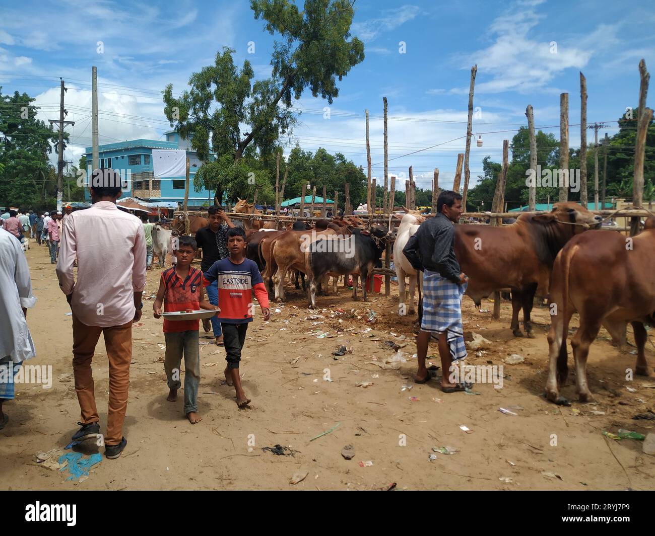 C'est qurbani vache et marché de buffle Banque D'Images