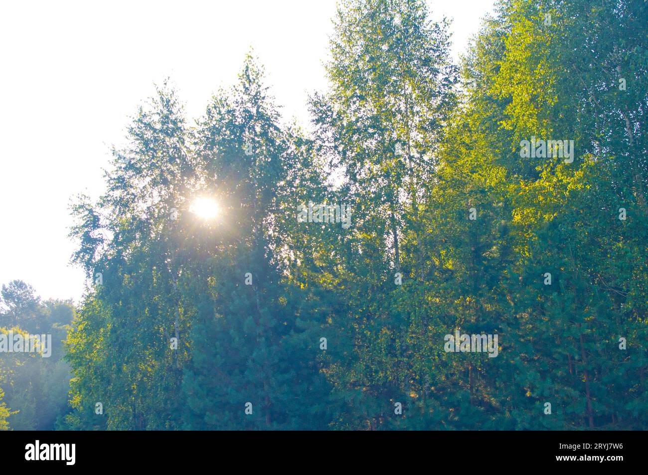 Rayons de soleil parmi les branches d'arbres dans la forêt Banque D'Images