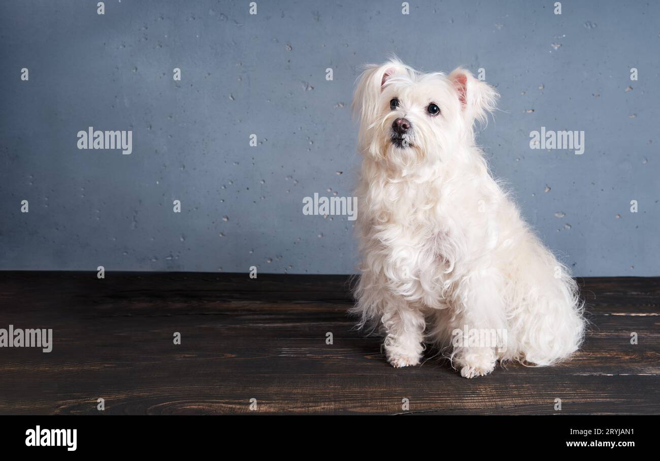 Adorable race de chien blanc ludique posant en studio avec espace de copie Banque D'Images