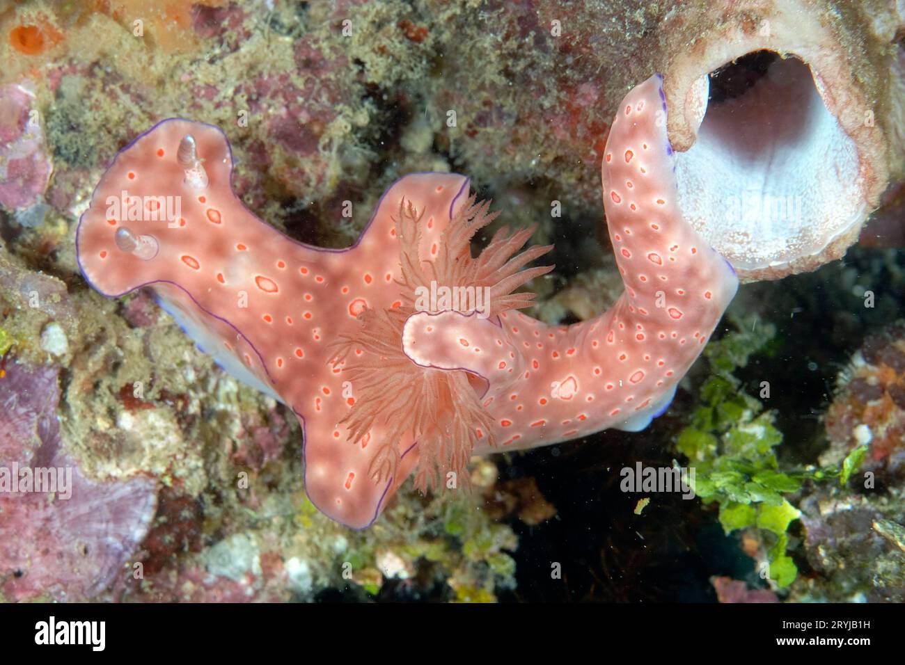 Les belles couleurs des nudibranches Banque D'Images