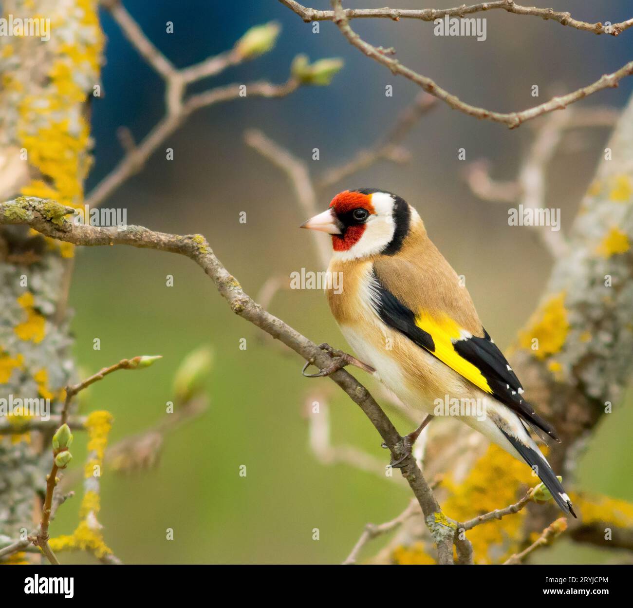 Chardonneret élégant (Carduelis carduelis) Banque D'Images