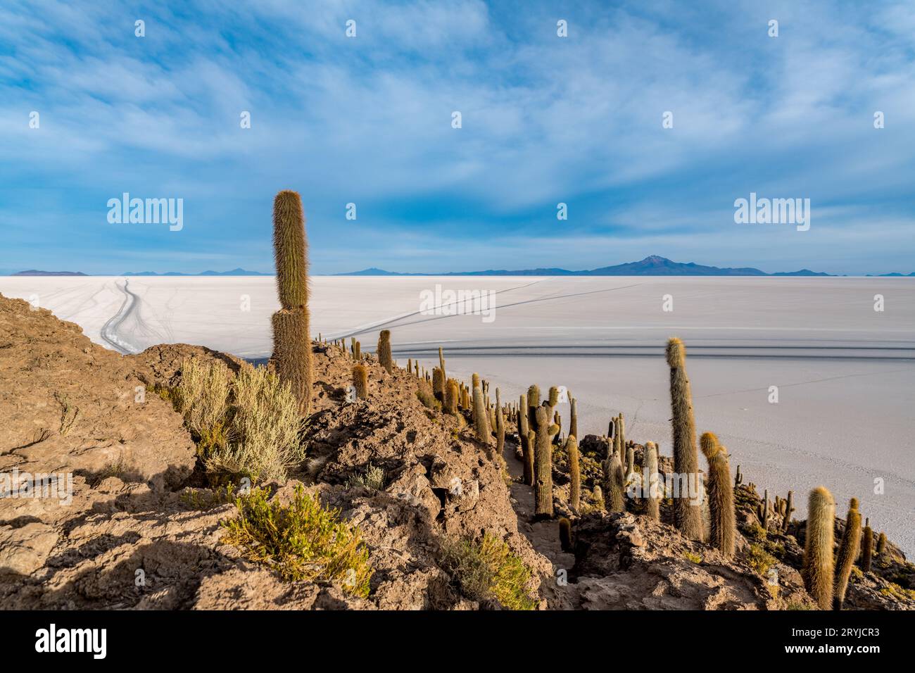 Île de Cactus dans le salar de uyuni dans l'altiplano bolivien Banque D'Images