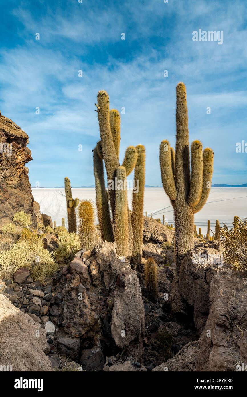 Île de Cactus dans le salar de uyuni dans l'altiplano bolivien Banque D'Images