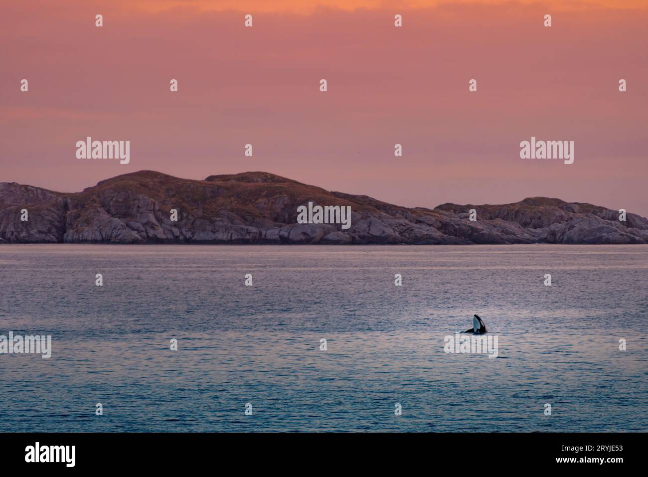 Orques sauvages dans les îles Lofoten, Norvège Banque D'Images
