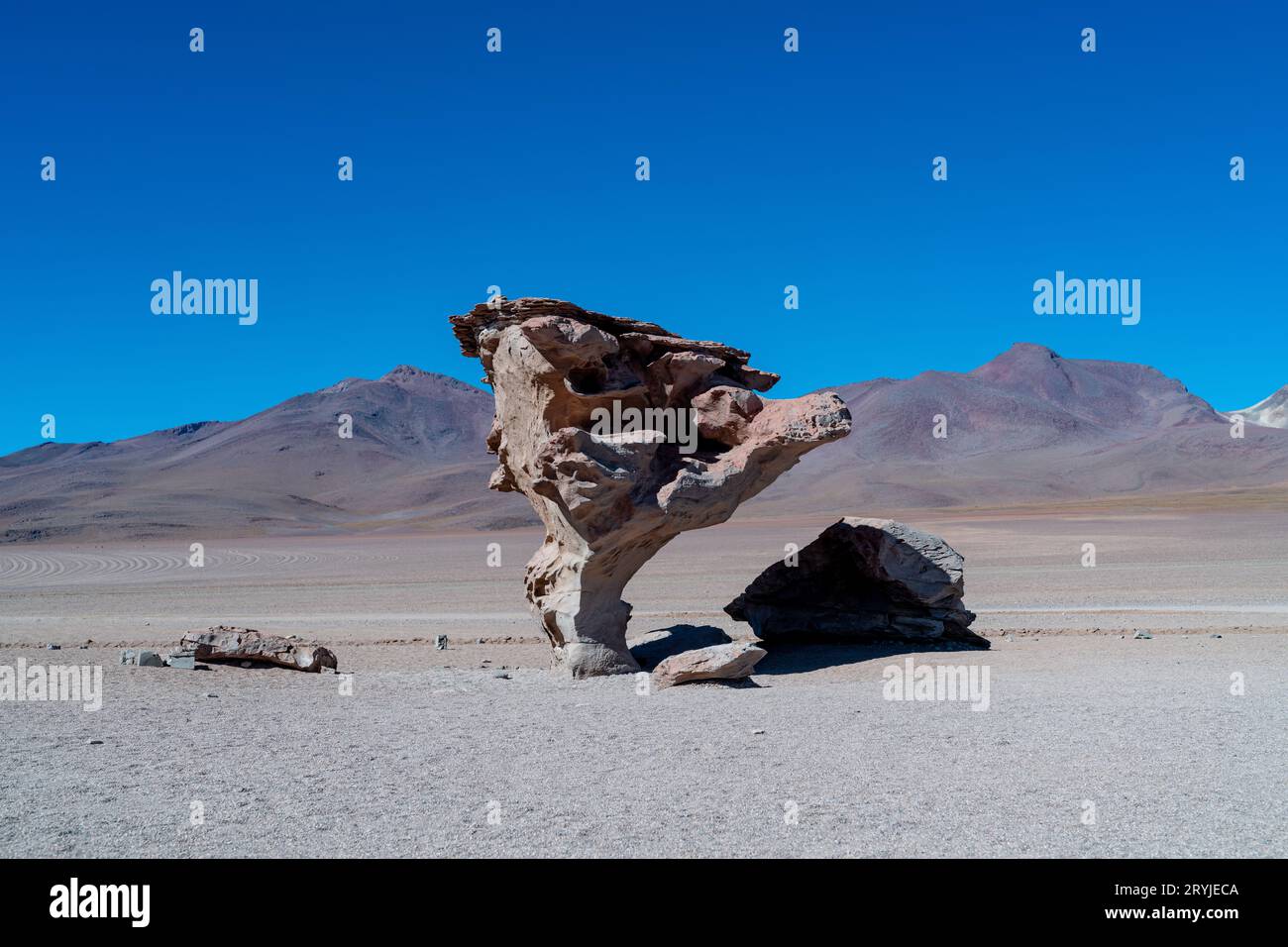 Arbre de pierre dans l'altiplano bolivien Banque D'Images