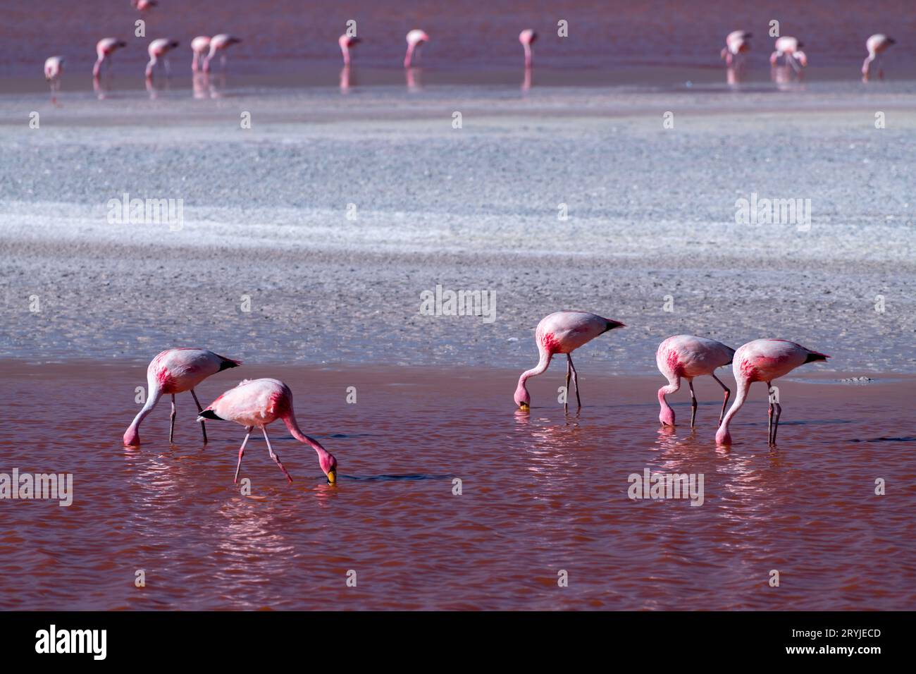 Faune sauvage dans le lagon rouge de l'altiplano bolivien Banque D'Images