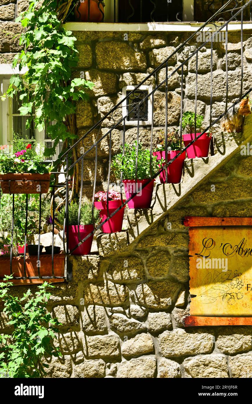 Pots de fleurs colorés soigneusement disposés sur l'escalier menant à un chiot mignon au-dessus du restaurant l'Arbousier à Sartène, Corse, France, juillet 2016 Banque D'Images